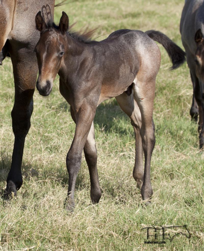Plenty Dinero MA's 2024 Roan Colt